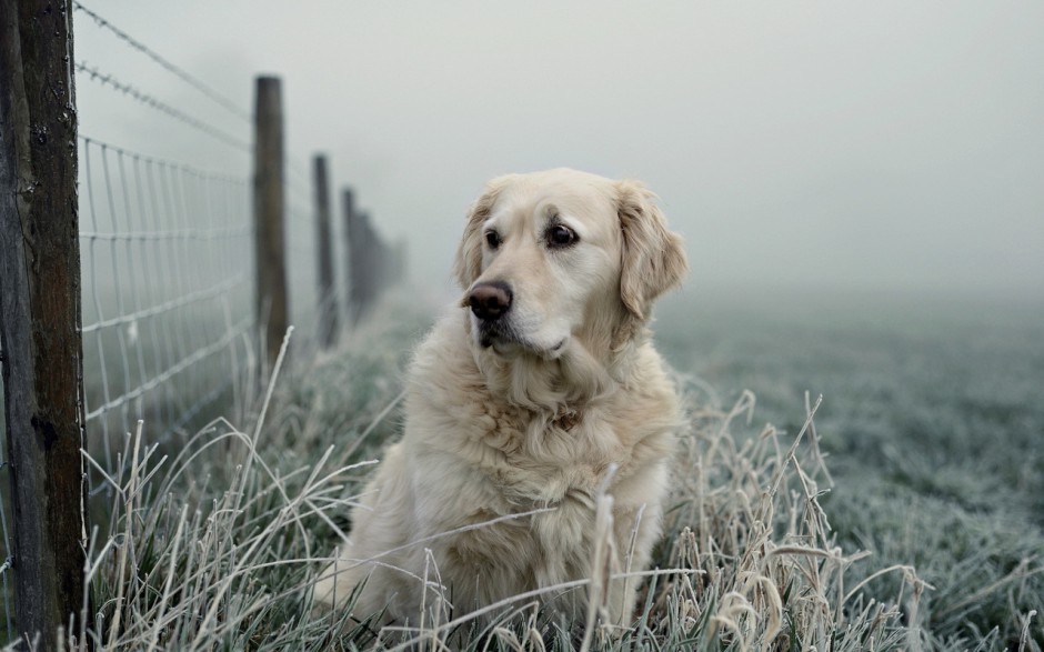 电脑壁纸拉布拉多犬宠物