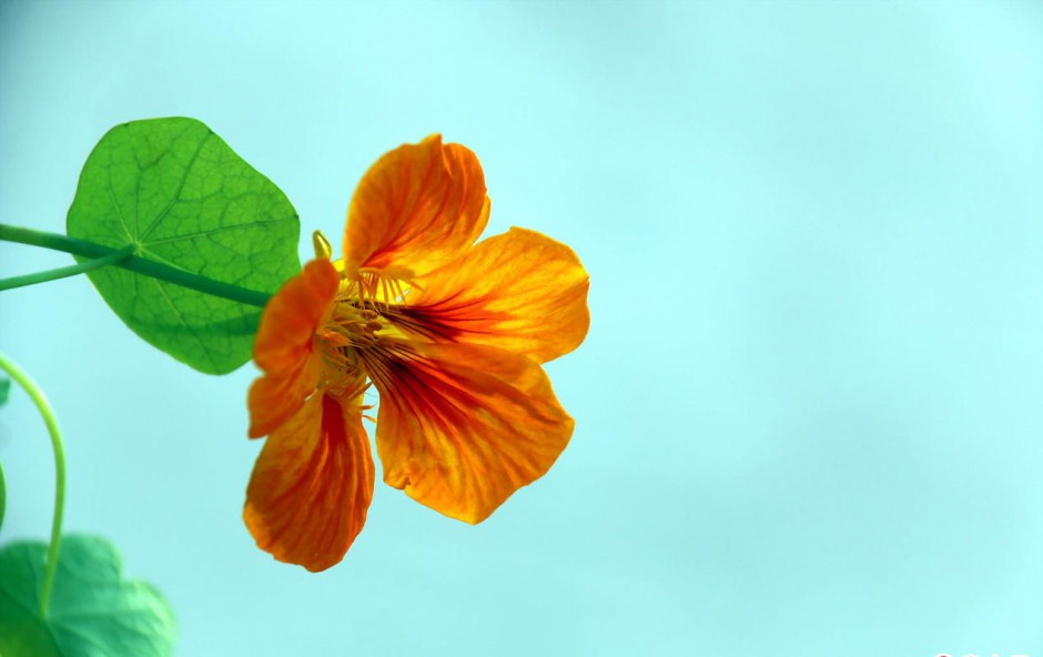 花 旱金莲植物高清桌面壁纸