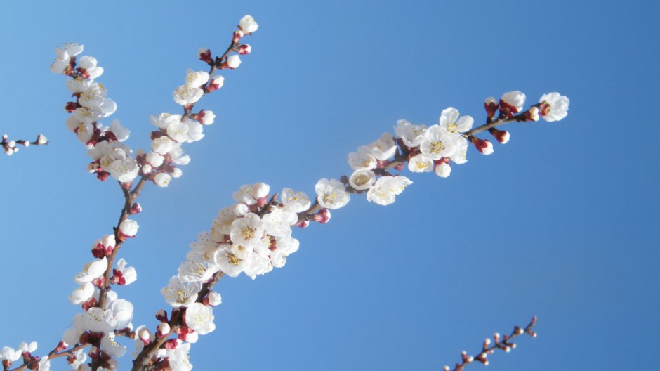 素雅杏花粉色挂满枝头唯美风景壁纸