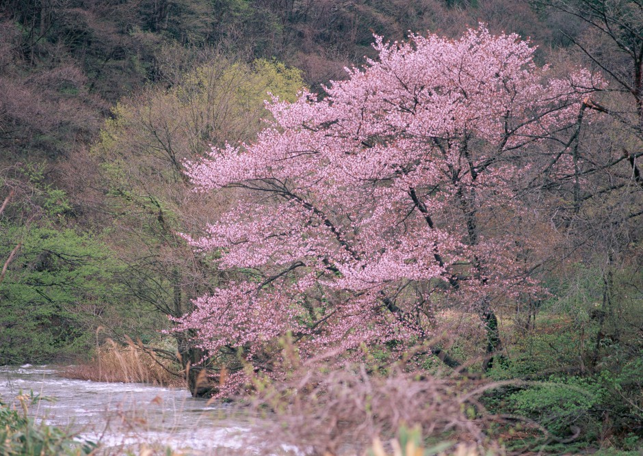 冬日傲骨绽放清新梅花精致风景