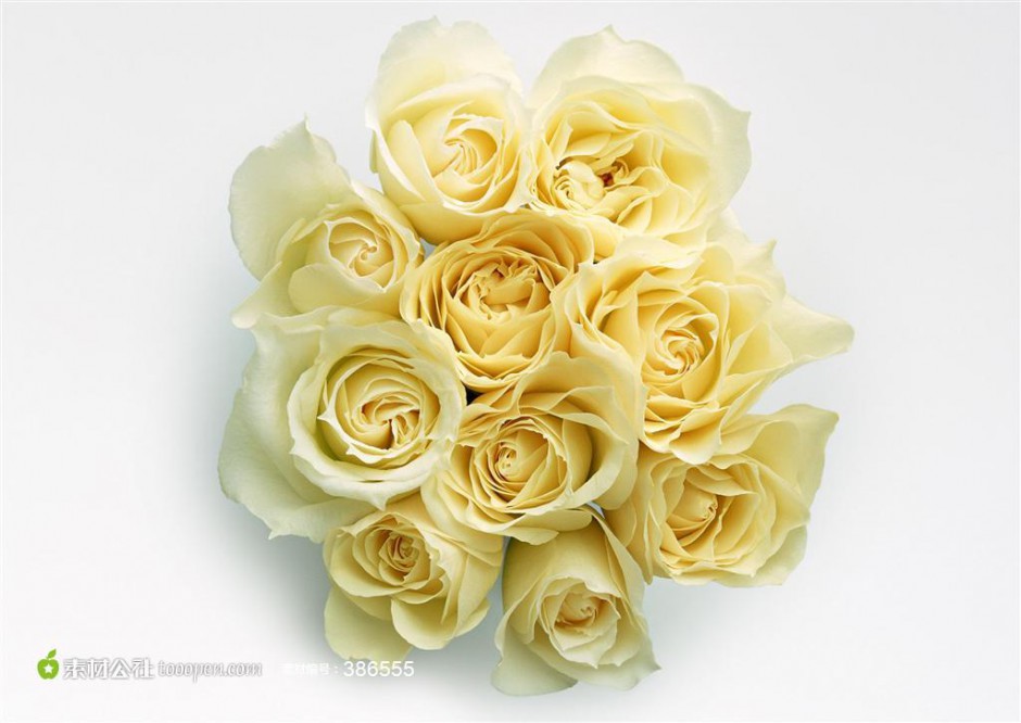 眉目娇羞的黄玫瑰花瓣图片