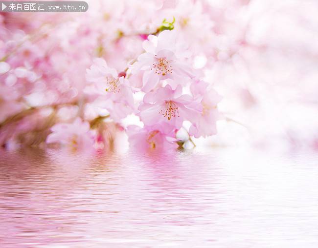 粉色樱花背景可爱迷人