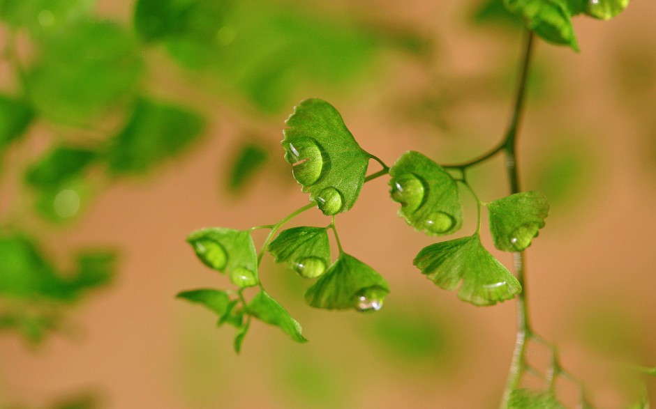 清新绿色植物清脆欲滴风景壁纸