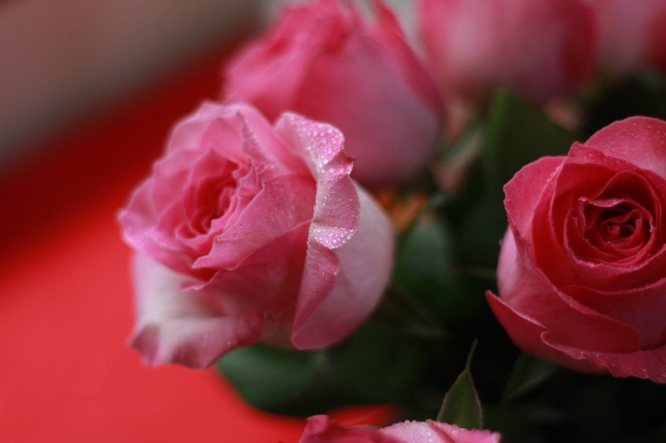 粉色玫瑰高清花卉壁纸赏析