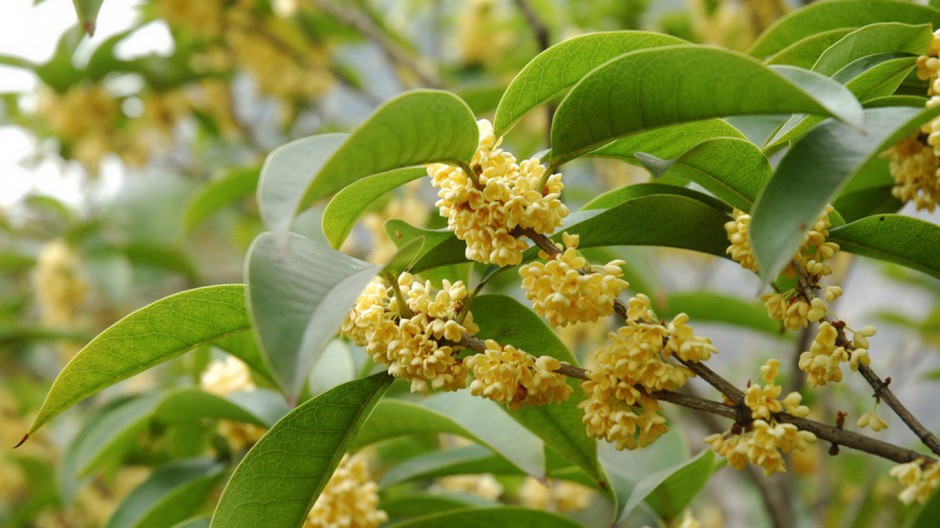 八月桂花飘香四溢唯美植物壁纸