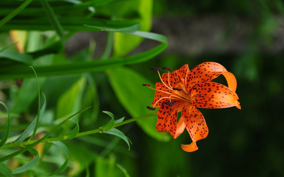 盛开百合花高清桌面壁纸