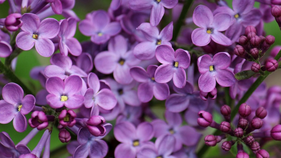 小碎花壁纸 紫色丁香花壁纸