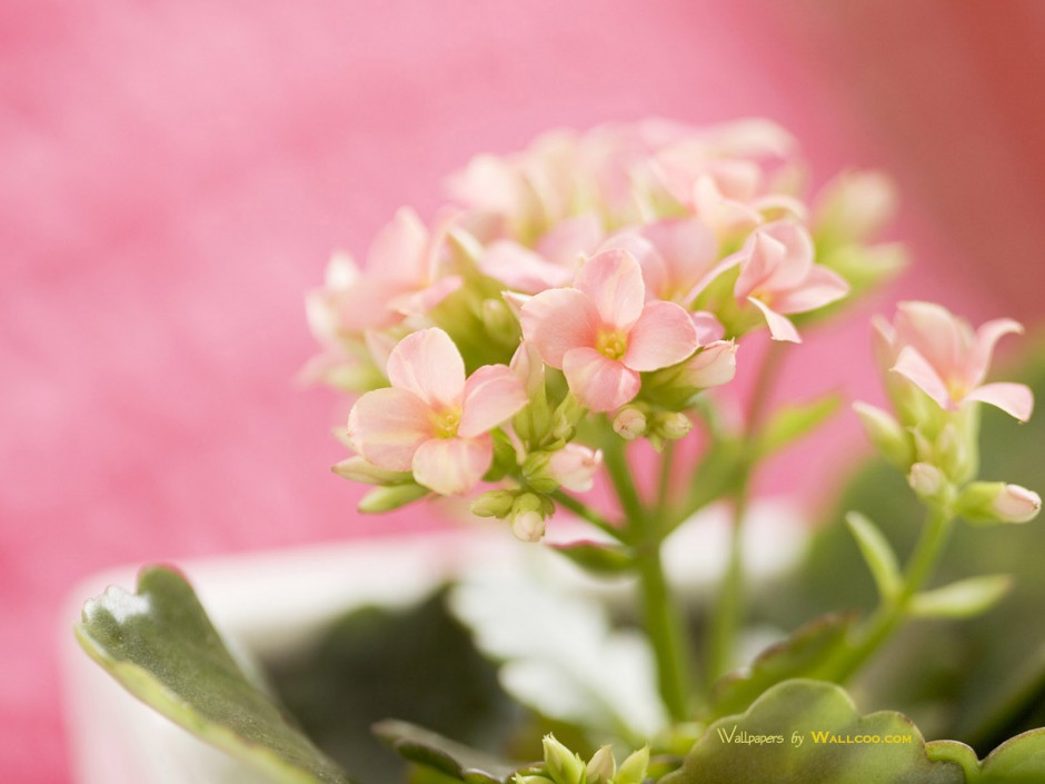 高清室内唯美花色桌面壁纸