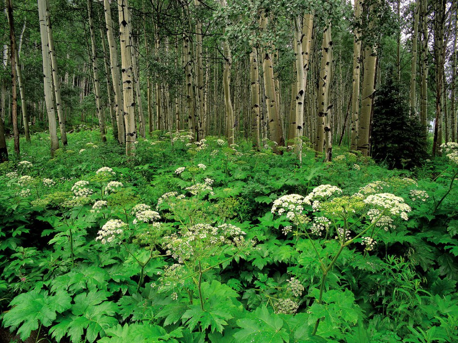 山野烂漫花海梦幻唯美清新风景壁纸