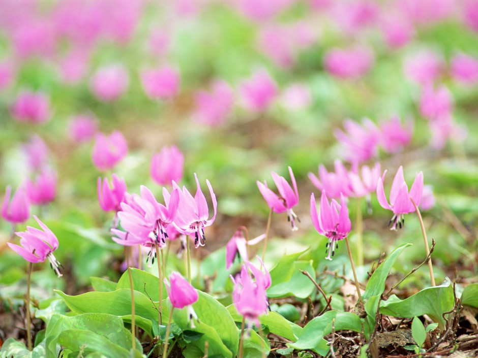 山花烂漫 高清壁纸