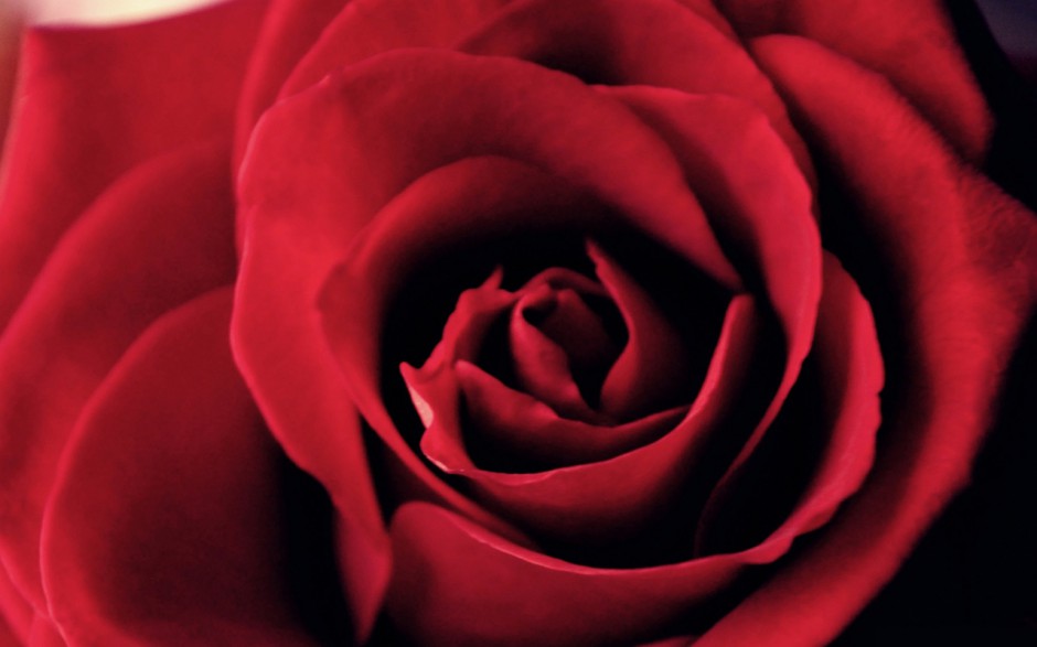 爱情的玫瑰花精美壁纸图片