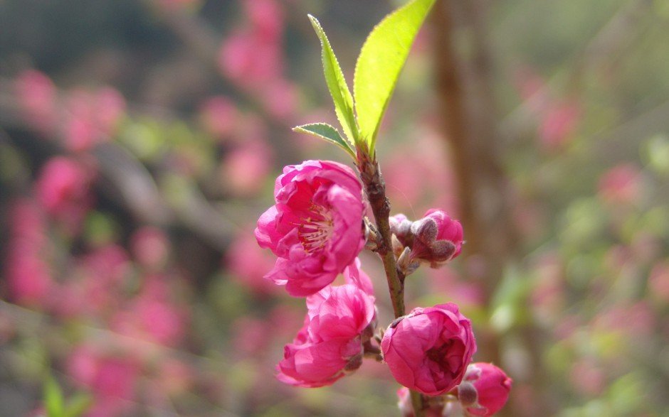 三月桃花浪漫唯美春日风景壁纸