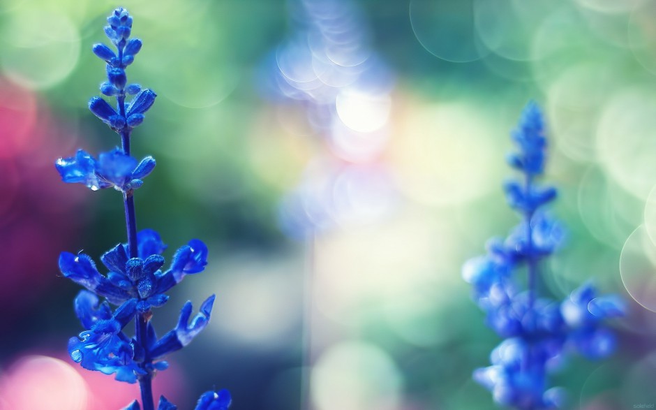 小清新浪漫花卉精美梦幻高清壁纸