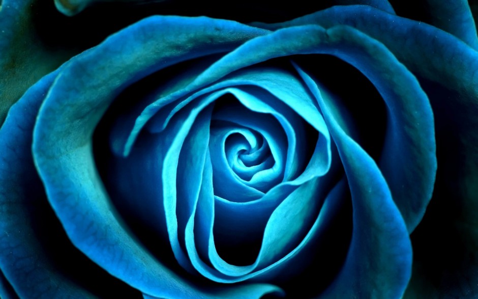 浪漫玫瑰高清壁纸大全