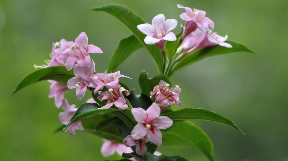 高清壁纸风景锦带花花朵