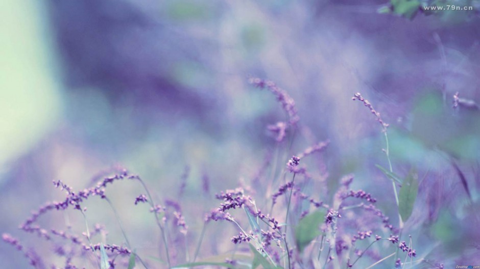 紫色薰衣草唯美花卉风景壁纸