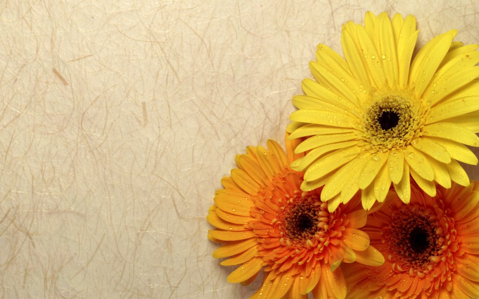 精美好看的鲜花高清壁纸特辑