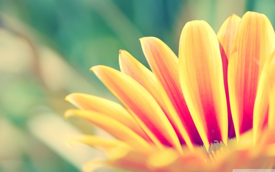 宽屏植物特写壁纸欣赏