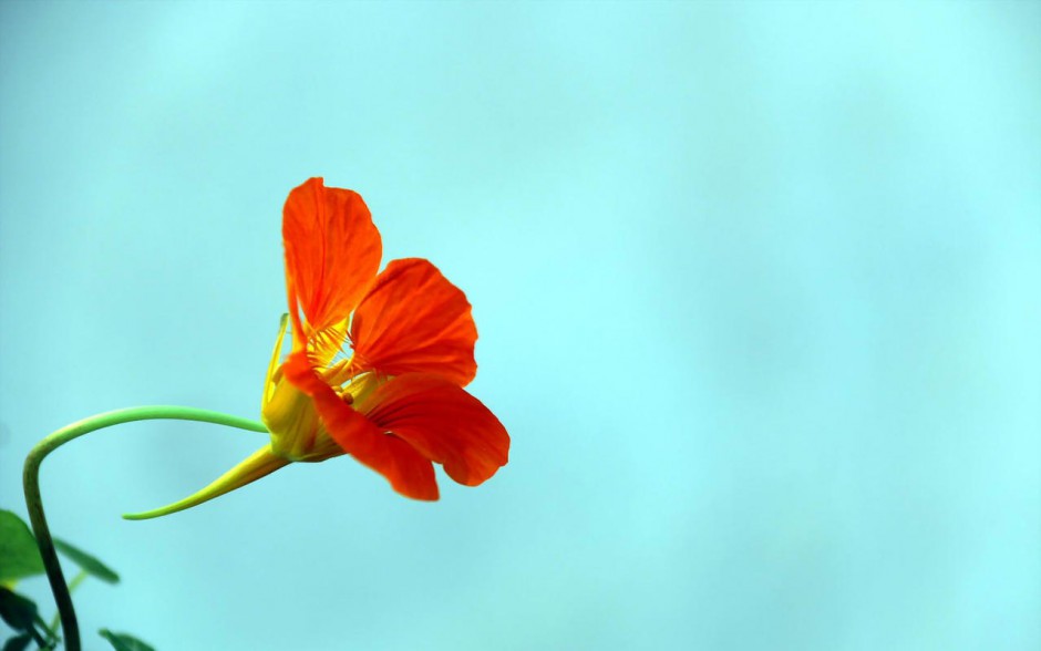 花 旱金莲植物高清桌面壁纸