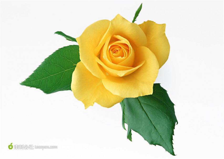 一朵美丽的黄玫瑰图片素材