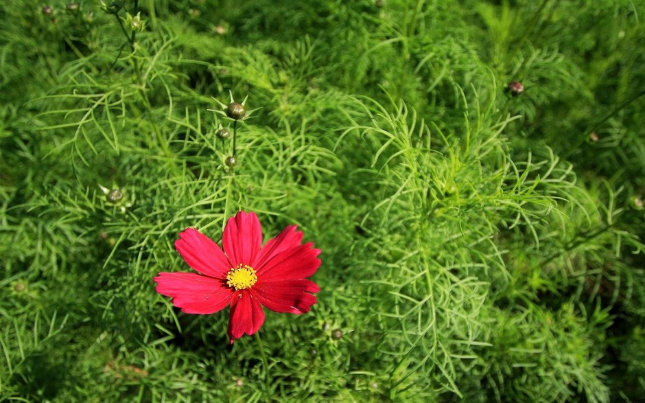 大波斯菊风中摇曳唯美风景壁纸
