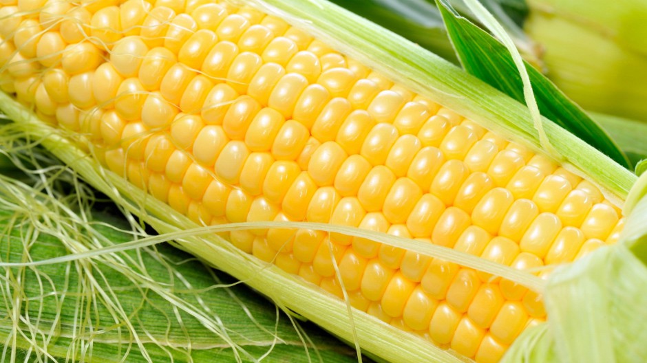 金黄玉米饱满粮食精致近焦距美图