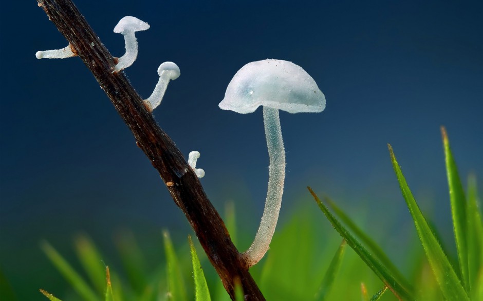 雨后唯美森林小蘑菇梦幻美景图片