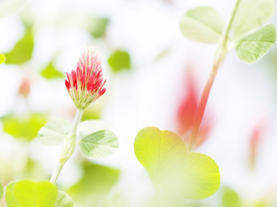 山花烂漫盛放春日精美壁纸