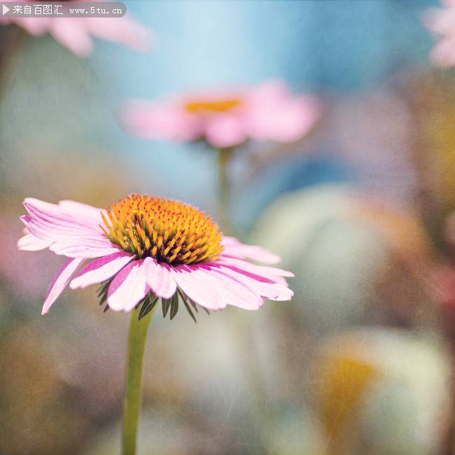 展露芳颜的粉色野菊花图片