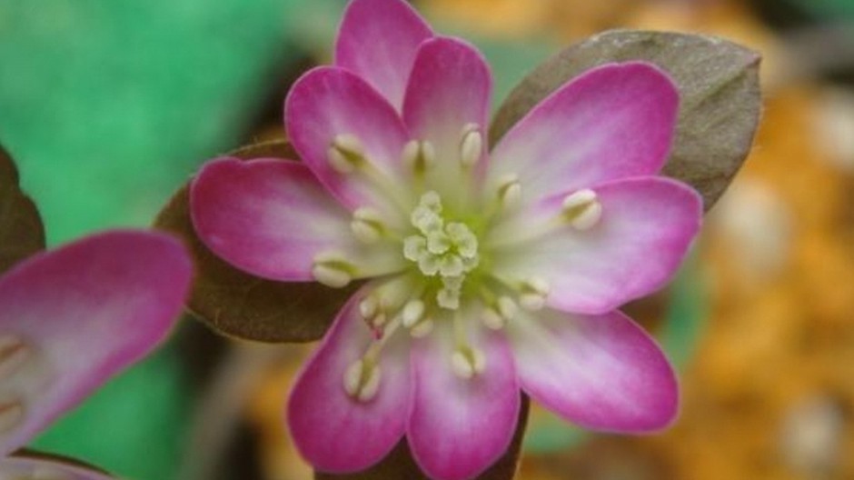 雪割草唯美粉嫩田园春日风景