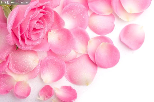 粉色玫瑰花图片摄影素材分享