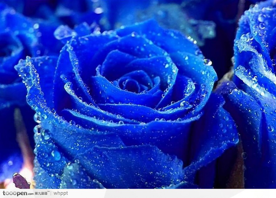 带着水珠的蓝色玫瑰花图片
