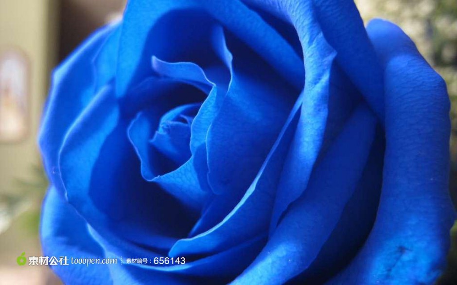 蓝色妖姬玫瑰花摄影图片