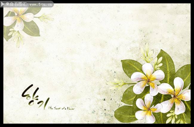 手绘韩国插画素雅白色花朵图片素材