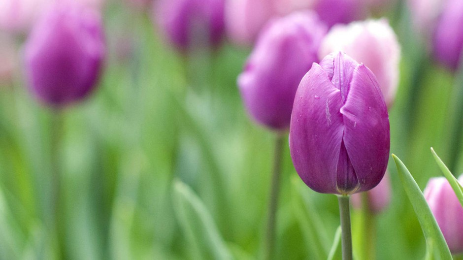 郁金香花朵桌面壁纸精选