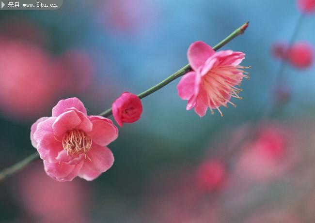 春日枝头肆意绽放的粉色桃花图片