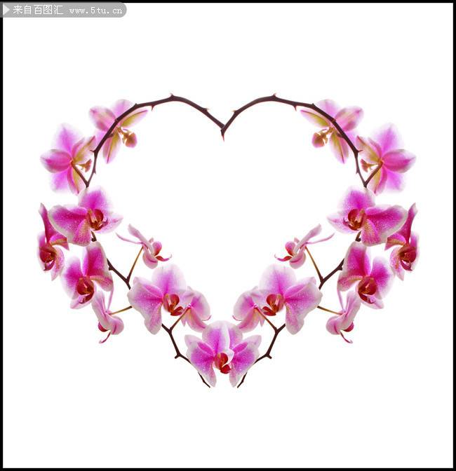 紫蝴蝶花图片清新鲜花素材分享
