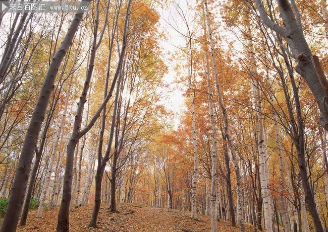 秋天的白桦树林景色图片