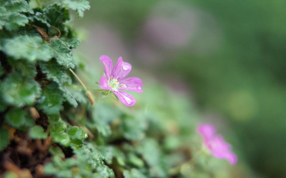 小清新浪漫花卉精美梦幻高清壁纸