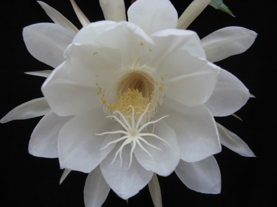 白色昙花绽放美景