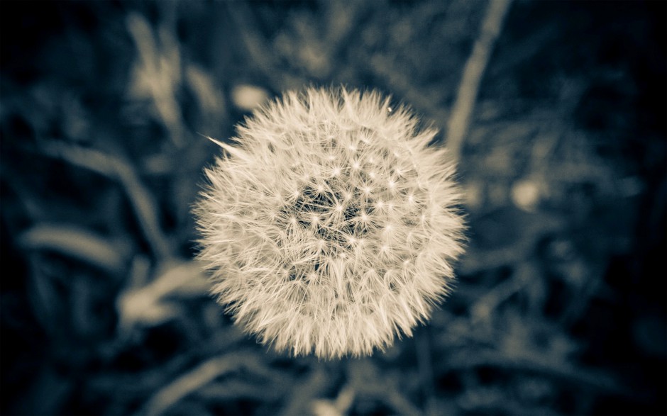 蒲公英浪漫自然田原风景简约高清图片
