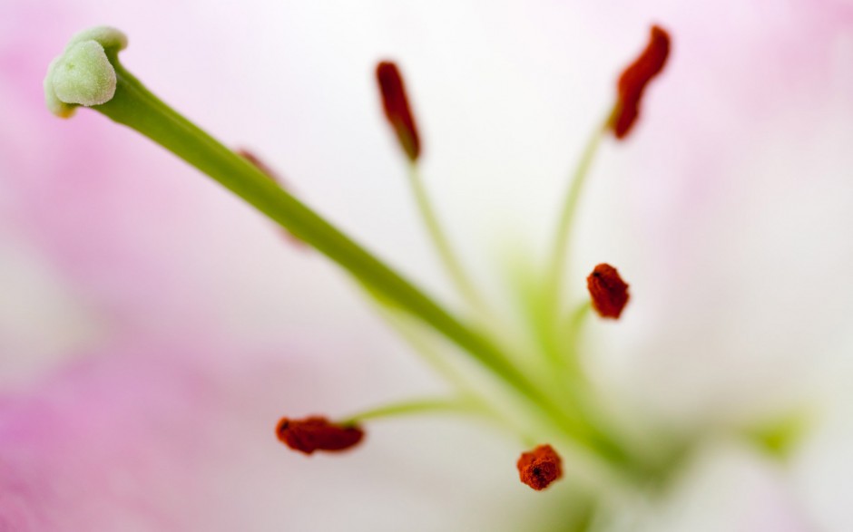 唯美春日花蕊清新风景图片