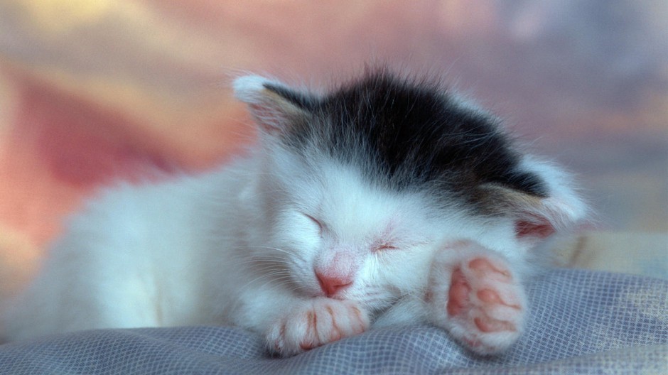 彼岸桌面壁纸 睡梦中的小猫壁纸