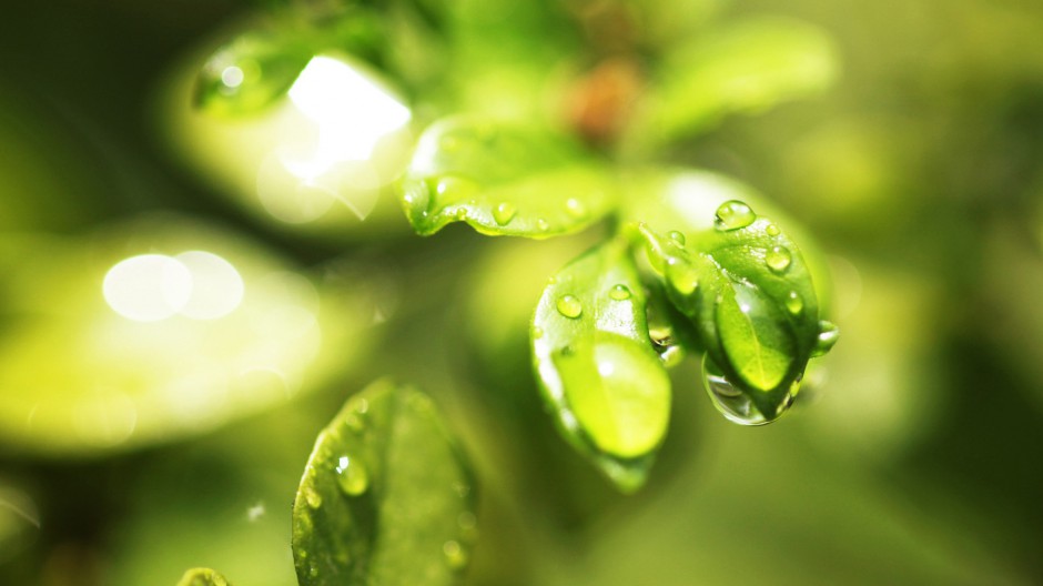 春日清新雨后露珠梦幻美景