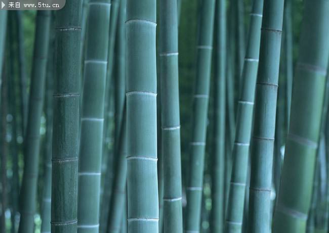 四季青翠的竹子图片