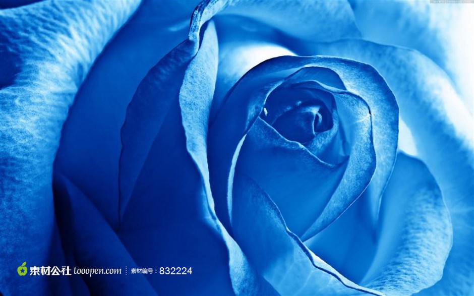 蓝玫瑰图片 娇艳含苞待放的蓝色妖姬