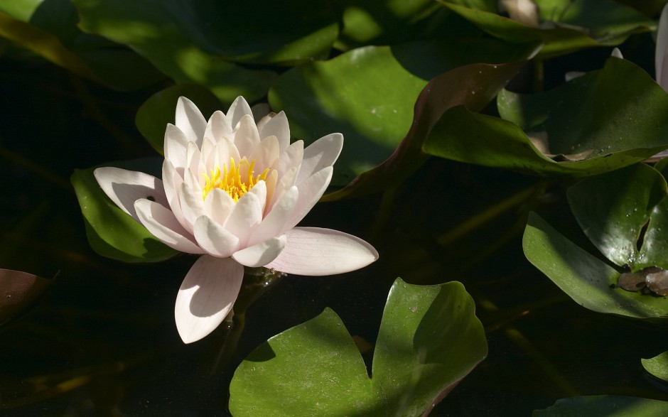 繁华争艳鲜花经典高清桌面壁纸