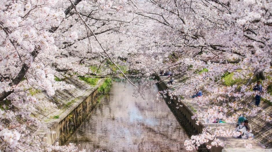 春日清新粉色樱花浪漫飘落美景