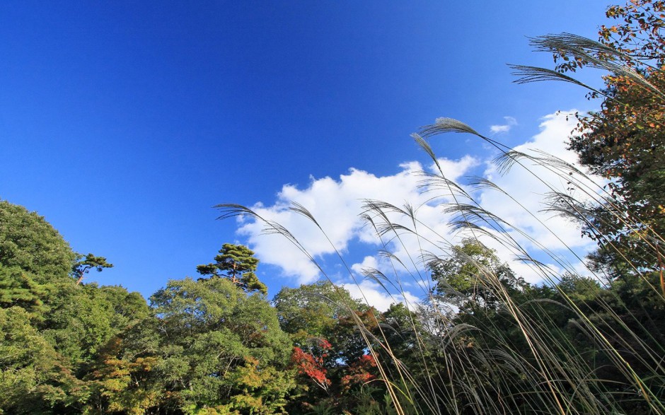 秋日浪漫枫叶林清新唯美风景图