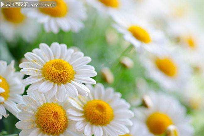 白色菊花背景图片清新素雅